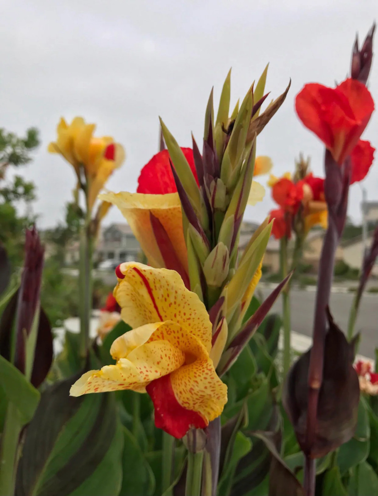 Canna Lily Cleopatra Rhizome: Variegated Foliage, Exotic Blooms – 1-Rhizome