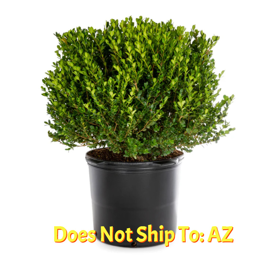 Wintergreen Boxwood Shrub Live Plant 2 In – 1 Gal Pot 4 – 19 Inch Overall Height