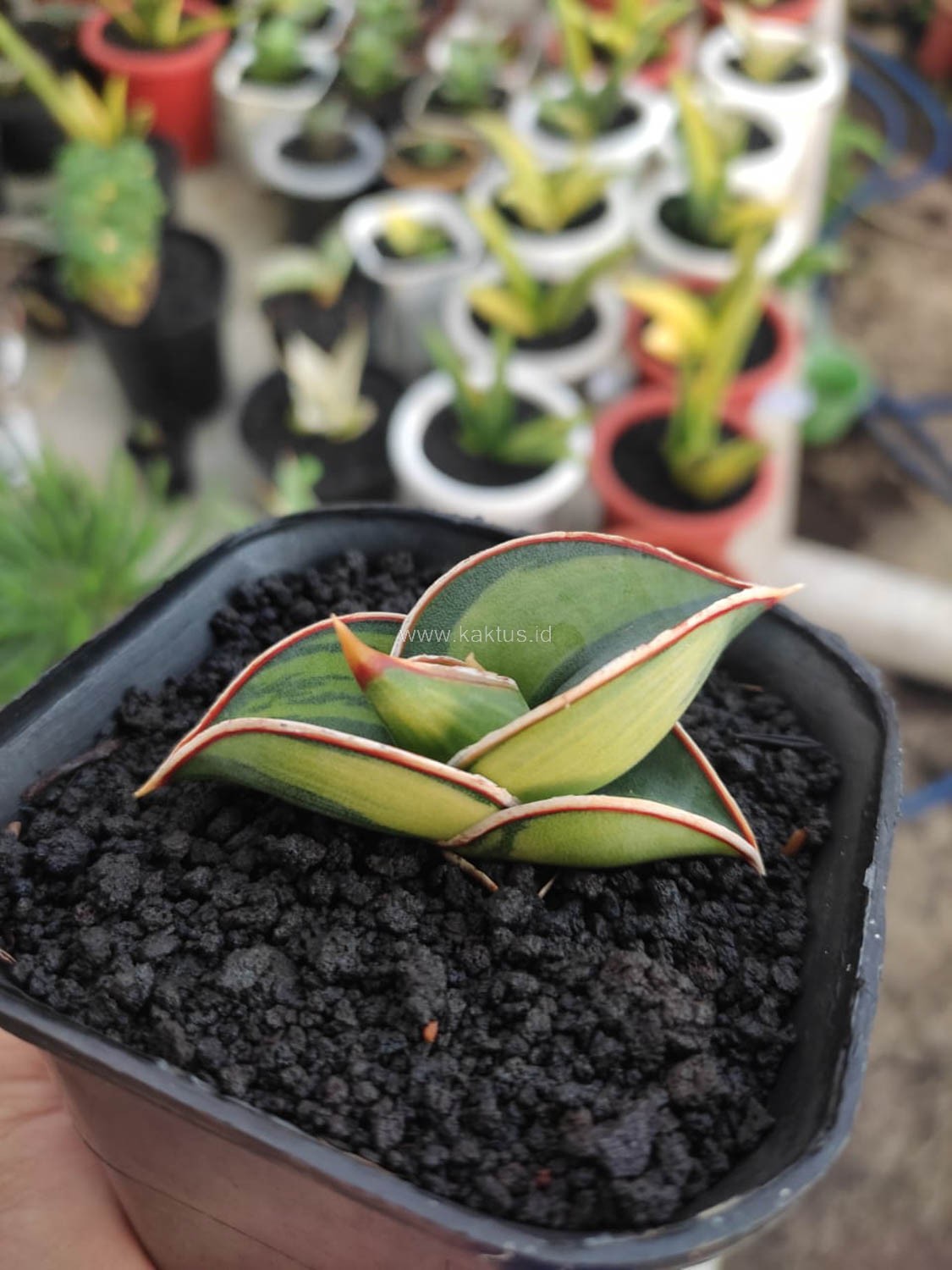 Sansevieria Rorida Lite Variegated Small Size Rare Uniqe Snake Plant