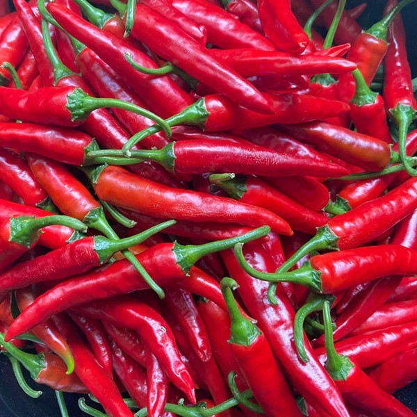 40 SEEDS ORGANIC SWEET KOREAN KIMCHI PEPPER FRESH SEEDS
