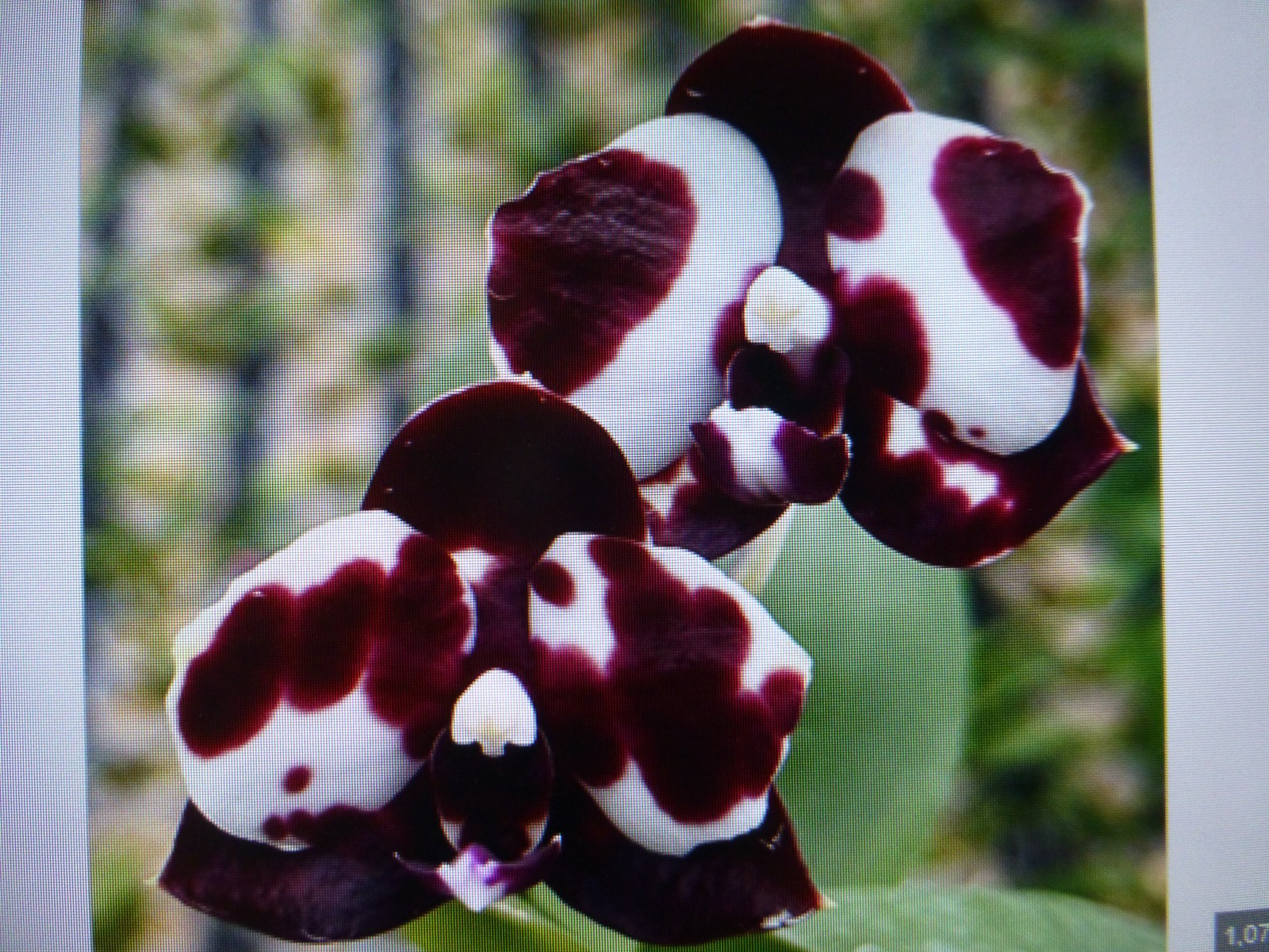 Orchid Phalaenopsis Phal. Mituo Sunrise “Snow Red” x Mituo Blue Cat In 3″ Pot