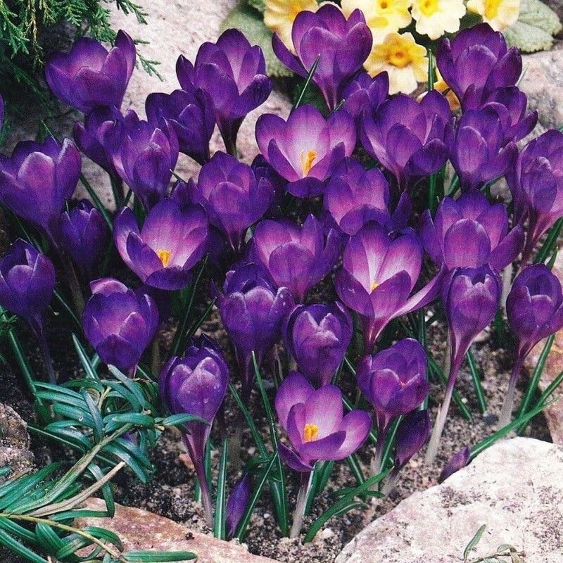 20 SEED PACK for Germination of Exotic CROCUS plant bloom bush flower garden bed