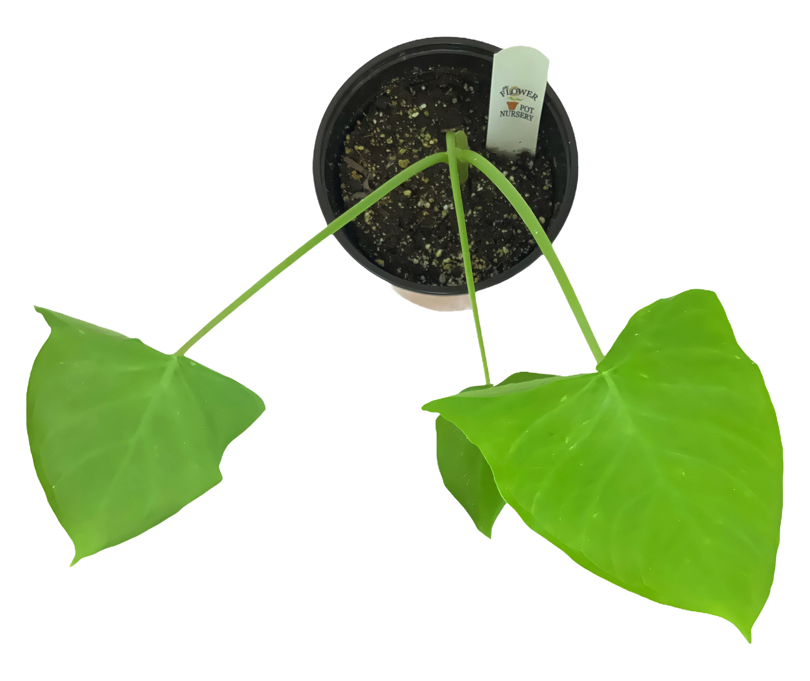 FlowerPotNursery Elephant Ear Xanthosoma / Colocasia spp. 1 Gallon Pot