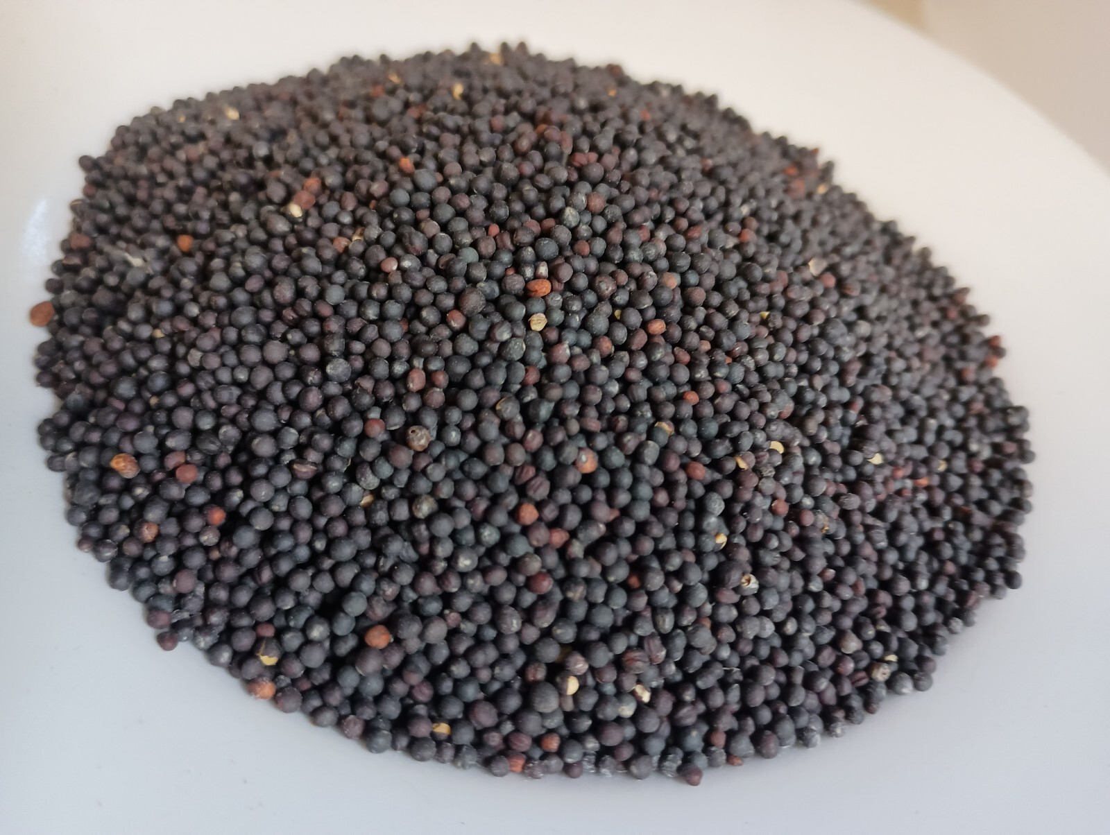 Trophy Rape Seed Cover Crop Forage Food Plot Deer Greens No-Till NON-GMO