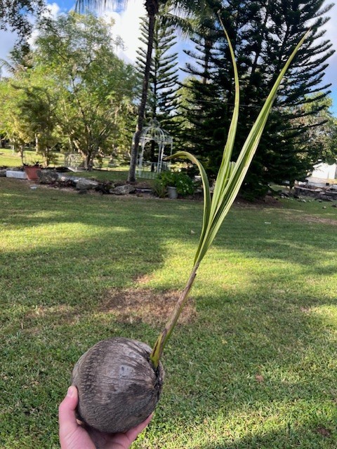 🌴 Green Malayan Dwarf Coconut Palm Live Plant- 1.5ft-2.5ft – Florida Grown