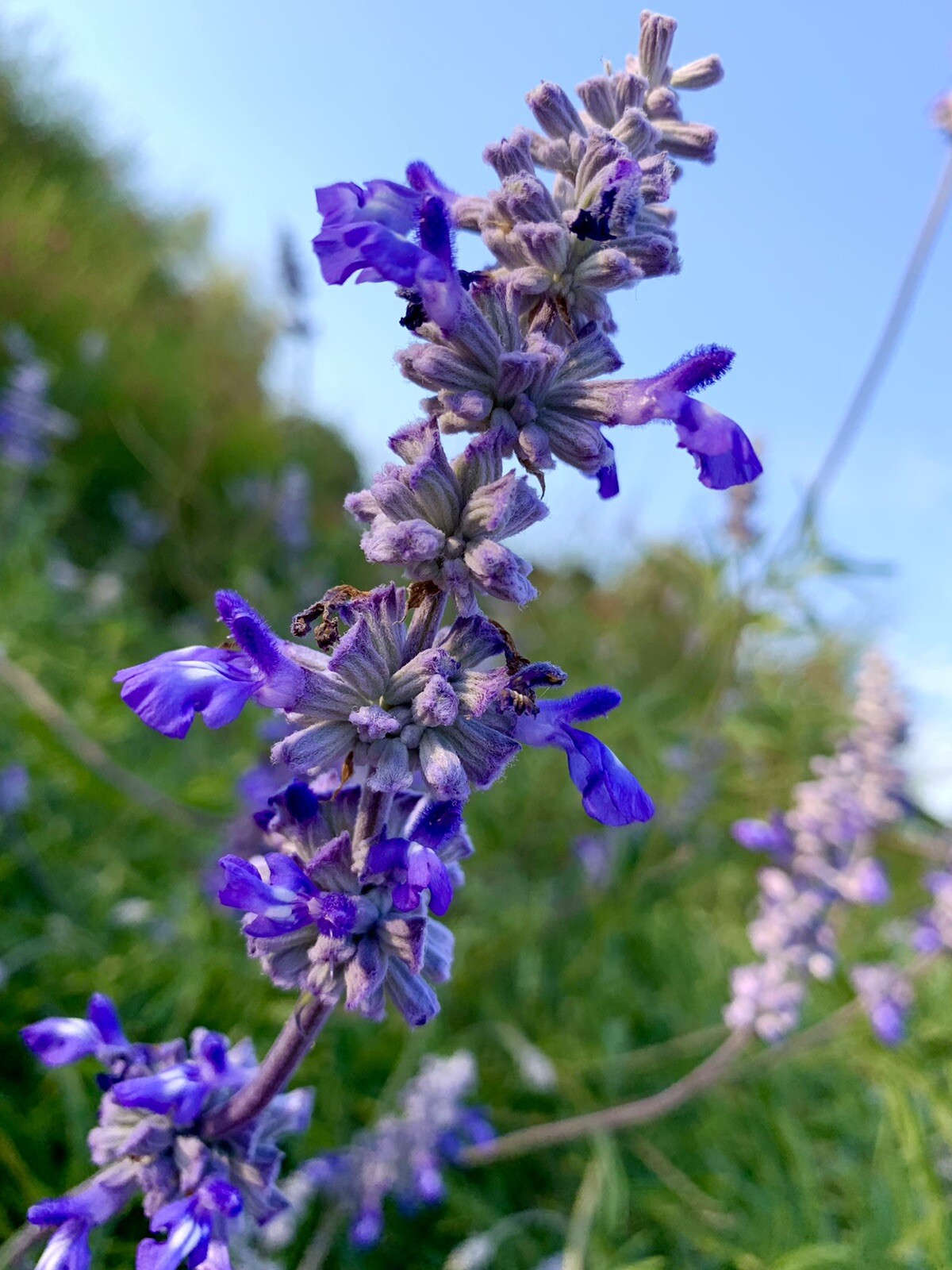 Salvia Farinacea, Mealycup Sage, Mealy Sage – 100 Seeds 2023 – USA