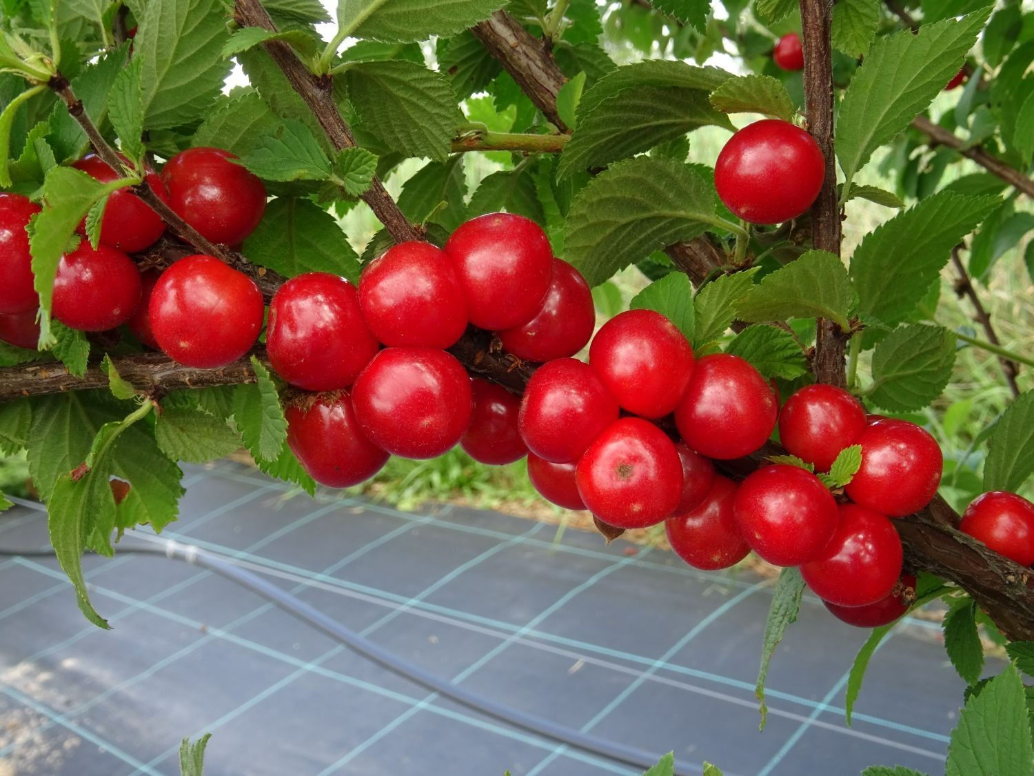 1 DORMANT Nanking bush red cherry, rooted plant. Zones 2-7 Prunus tomentosa