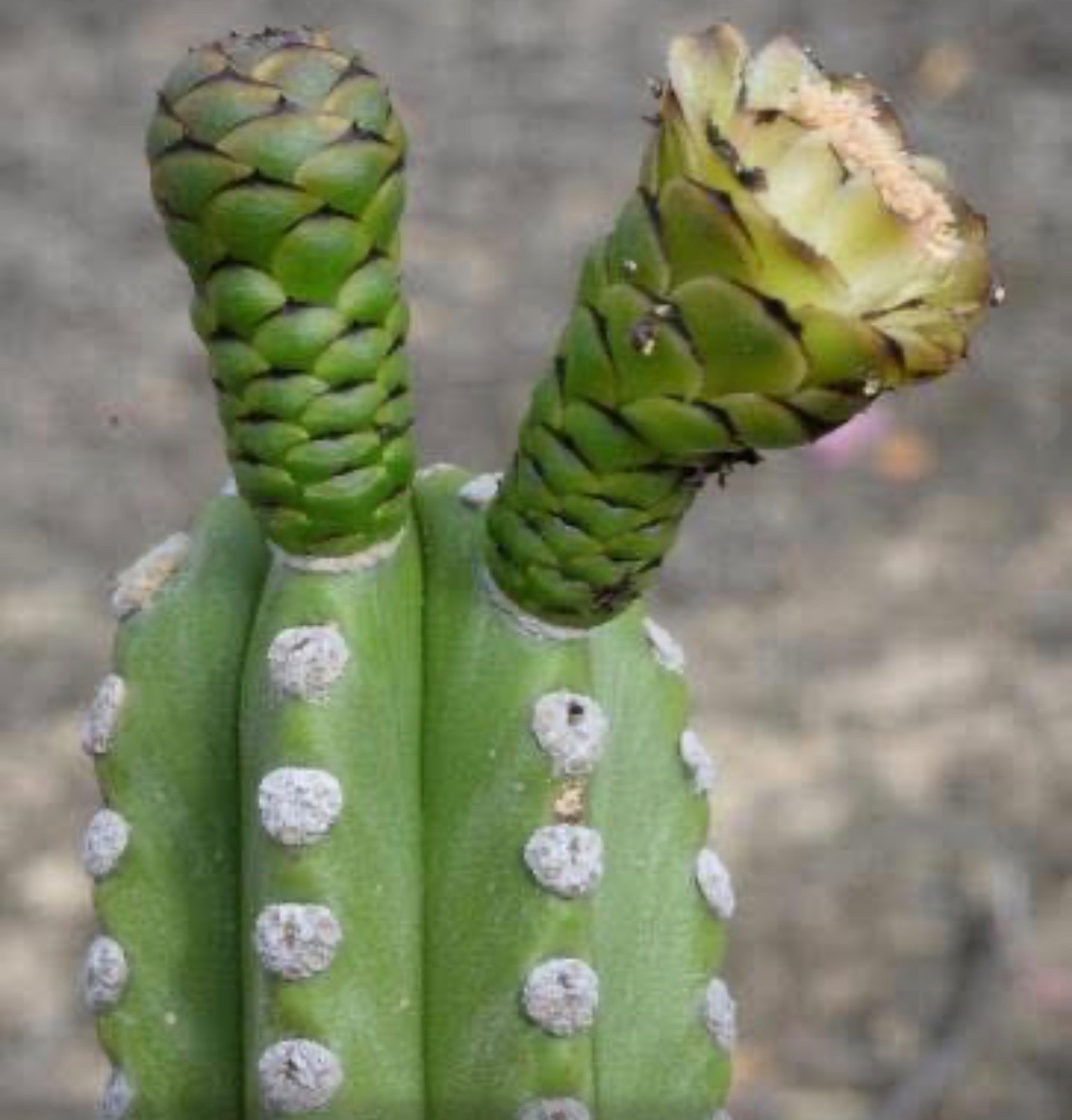 beautiful Browningia pilleifera cacti *Extremely Rare in Cultivation* Live Plant