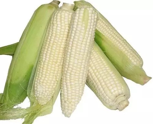 120+ Truckers Favorite White Corn – Non GMO – Heirloom – Organic – FRESH