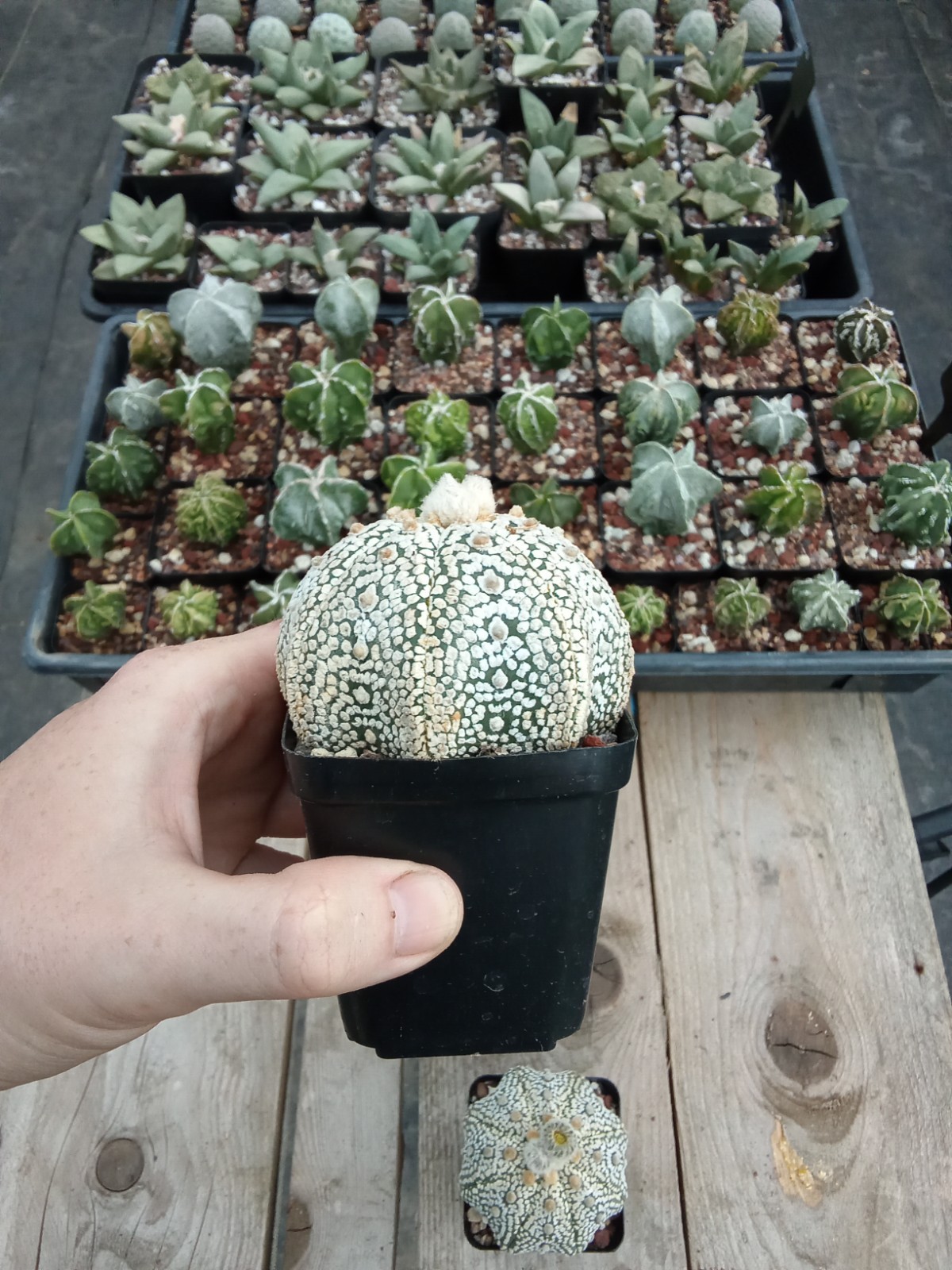 Astrophytum asterias Superkabuto big size 2.75in pot US seller