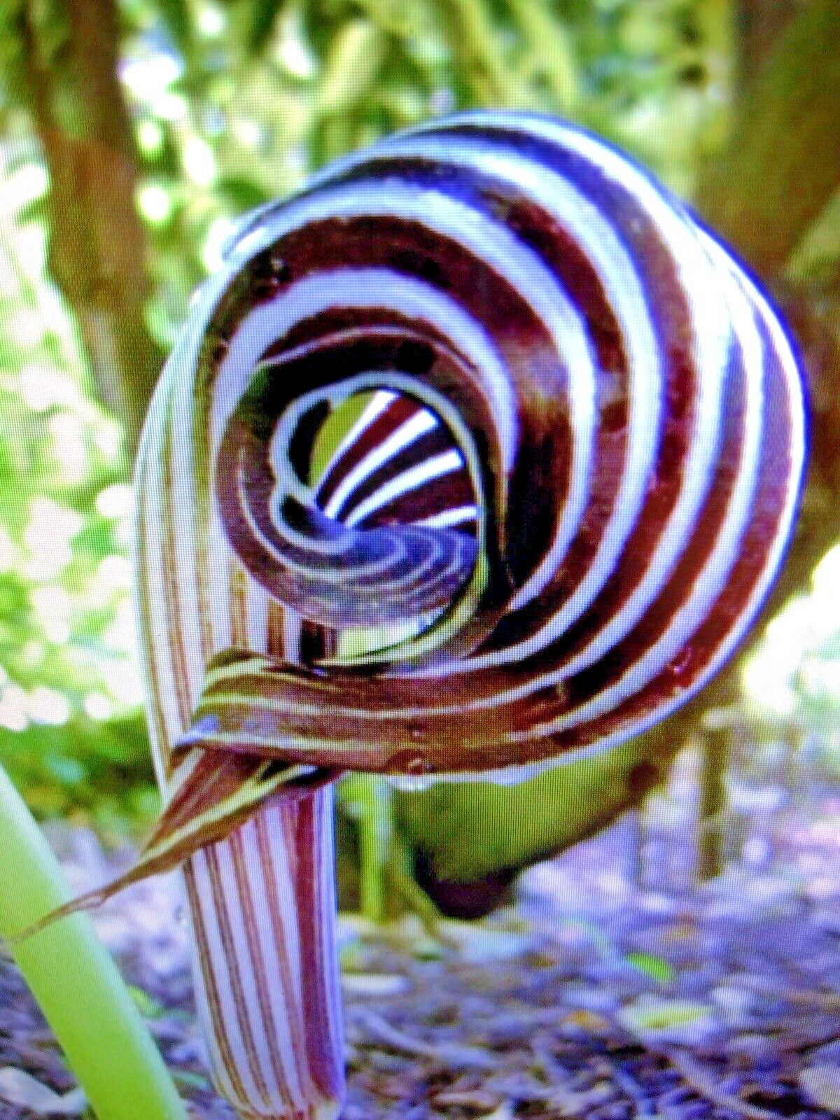 ARISAEMA FARGESII -1 Cobra Lily Bulb with Growing Shoot and Well Developed Roots