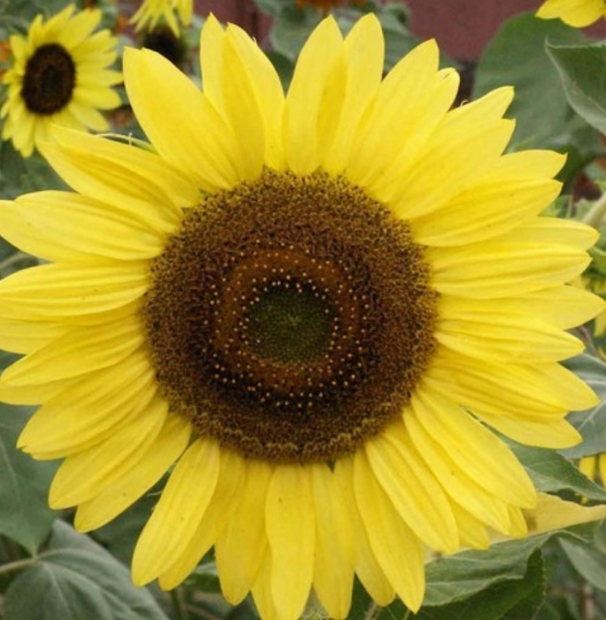 50+ Lemon Queen Sunflower Seeds **Fresh Seeds** ~~Free Shipping~~