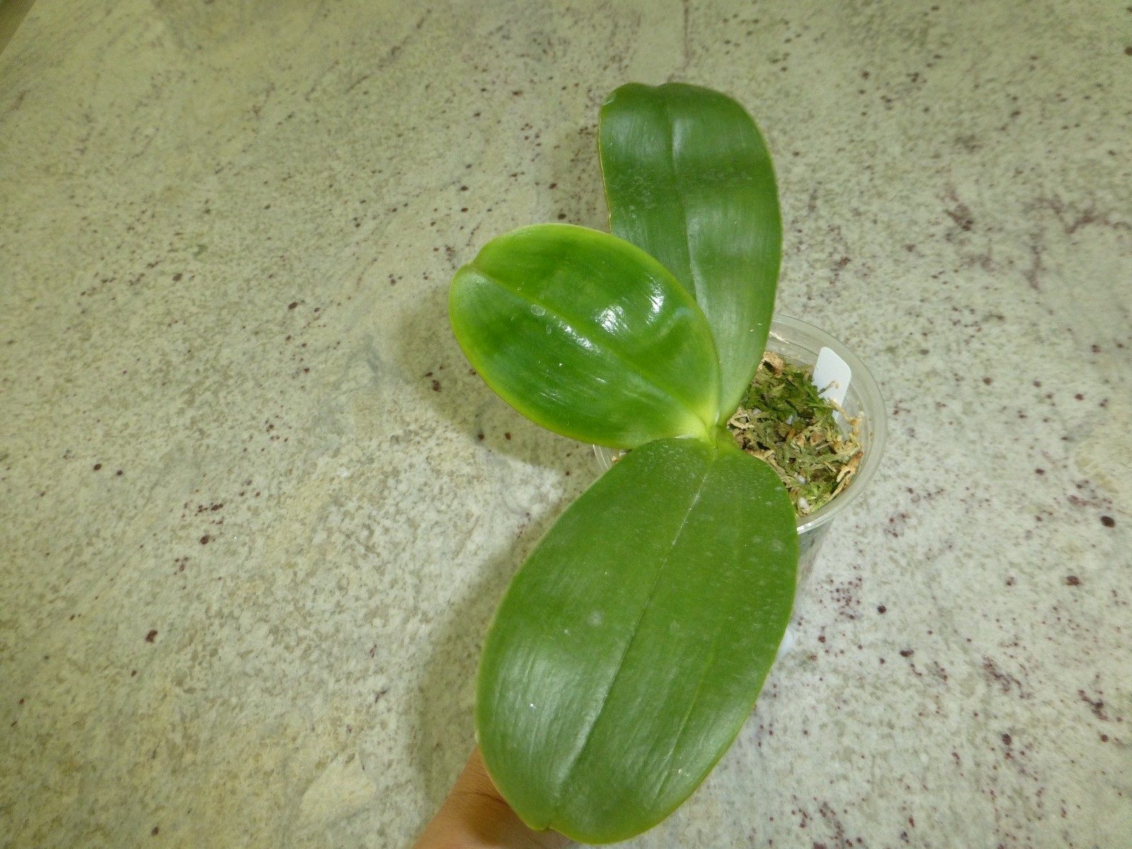 Phalaenopsis Phal. Orchid World ‘Bonnie Vasquez’ AM/AOS GM/12WOC In 3″ Pot