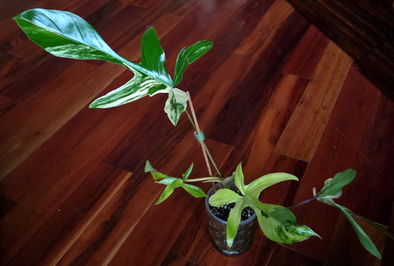 Rare NEW! Philodendron Florida Beauty X Joepii 19″ Tall Not Monstera Anthurium