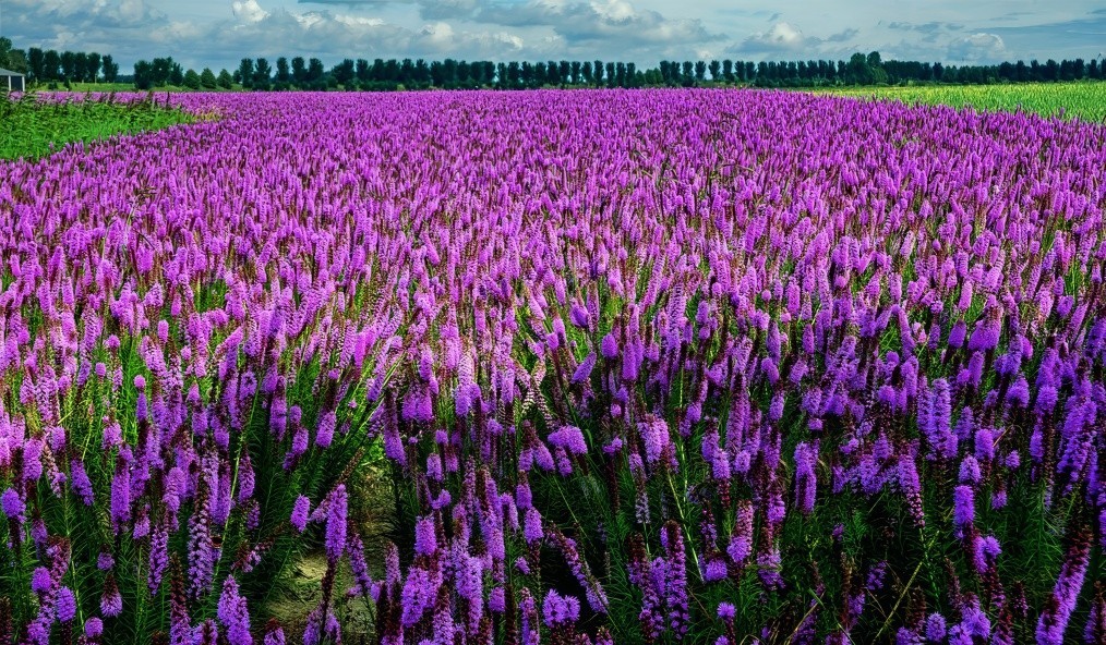 50 PURPLE BLAZING STAR FLOWER SEEDS Liatris spicata Cold Hardy-3 Butterfly Plant