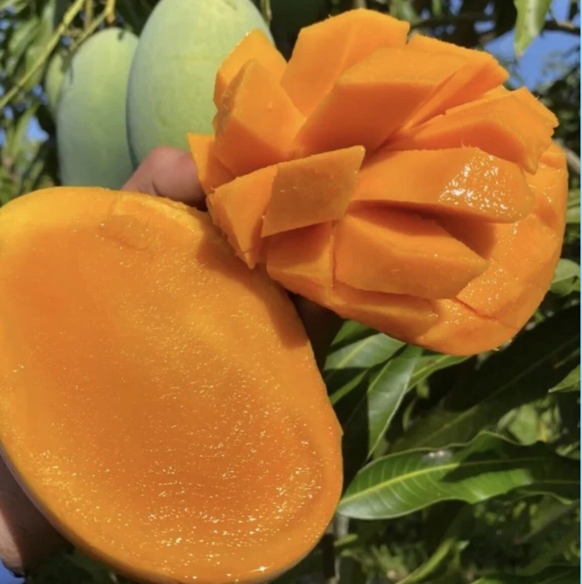 Malika Dwarf Cold Hardy MANGO TREE GRAFTED 3-4 Ft Tall.Ship To CA&PR. Actual Pic
