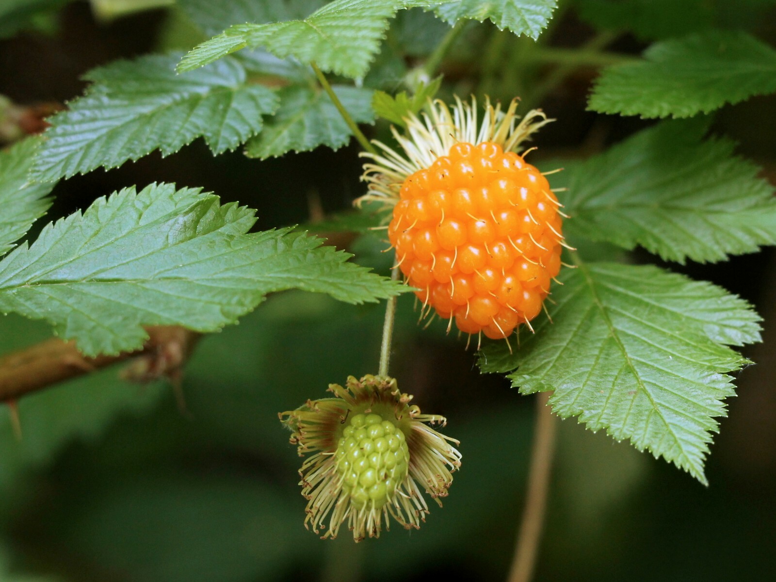 Salmonberry – Fruit bearing shrub – {RUBUS spectabilis} 50+ seeds Free Shipping!