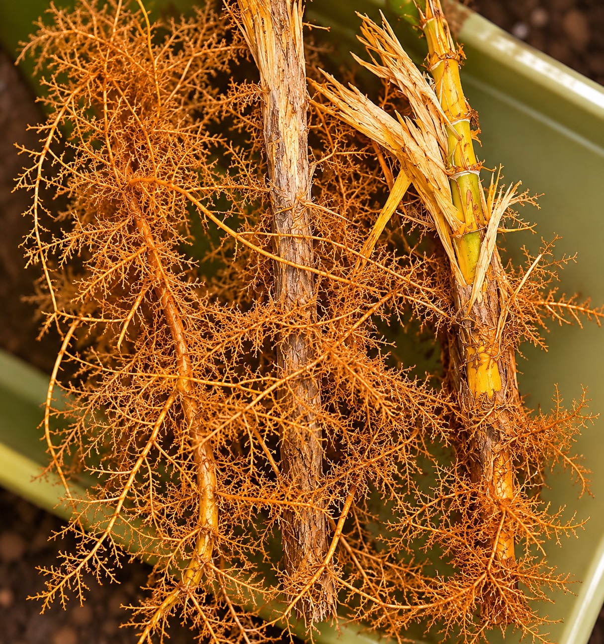 10 Pack – Giant Timber Bamboo LIVE Rhizomes (Phyllostachys Vivax)