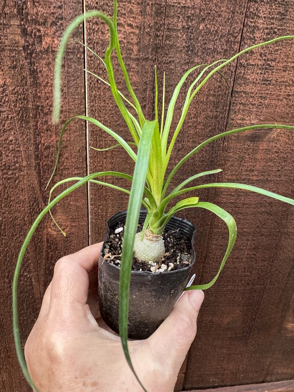 Beaucarnea recurvata Elephant Foot