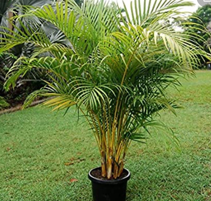 6 Areca palm 8” Starter seedling LIVE PLANTS! Fully Rooted! VERY Healthy!