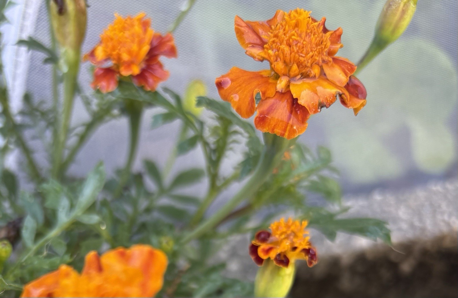 MARIGOLD FLAMING ORANGE FLOWER SEEDS 25+ Garden Seeds FREE SHIP