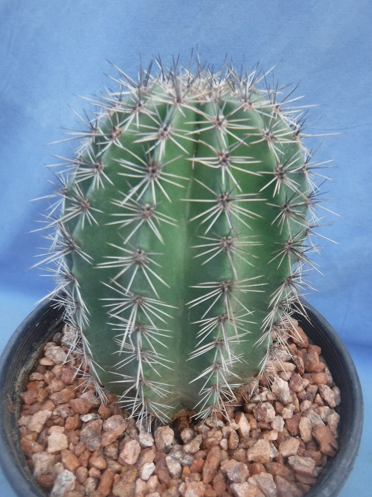 Saguaro Cactus NICE SPINES Carnegiea gigantea Succulent 5″-10″ Tall 8+ Years Old