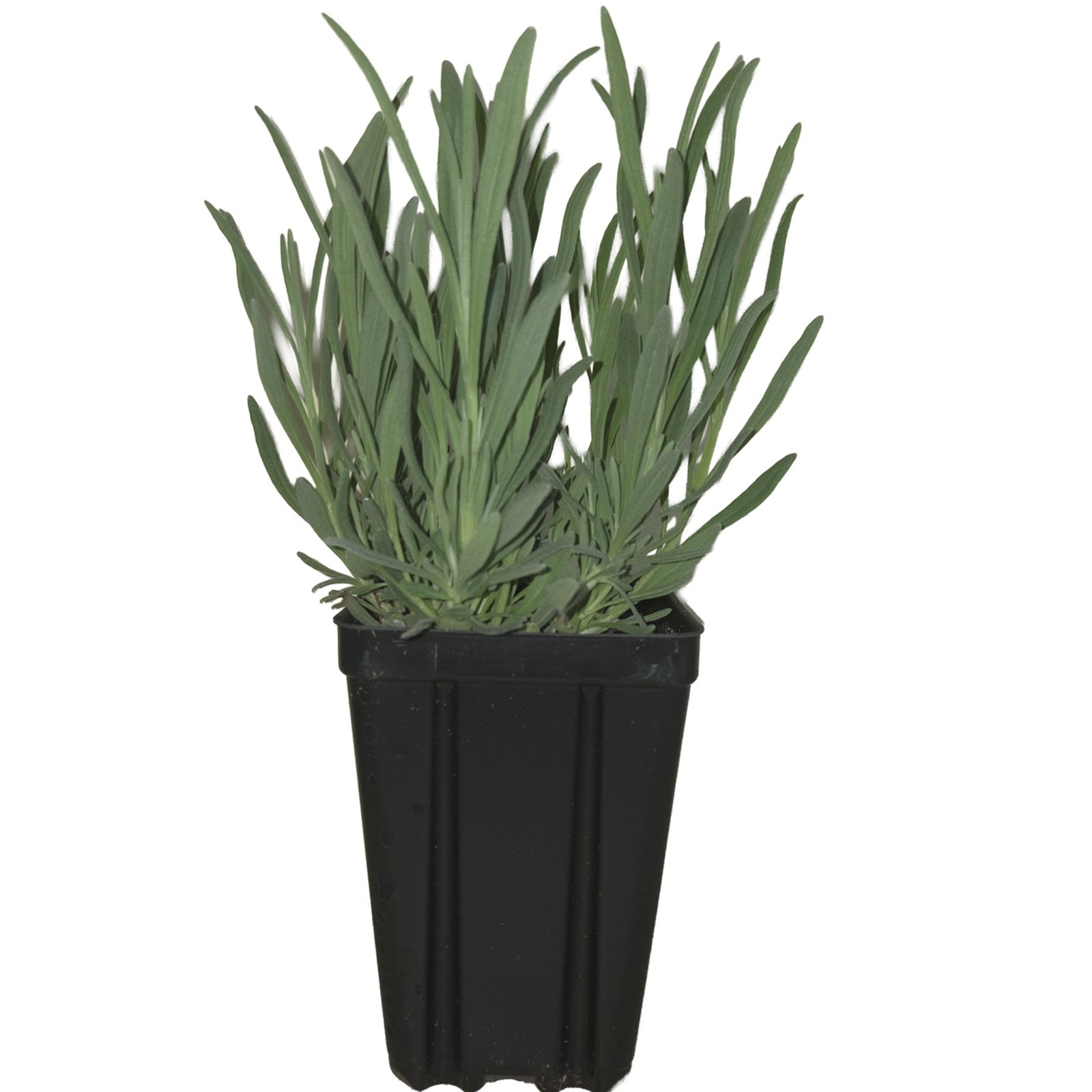 Set of 4 Herbs de Provence Plants Quart Pots Rosemary, Thyme, Lavender, Sage
