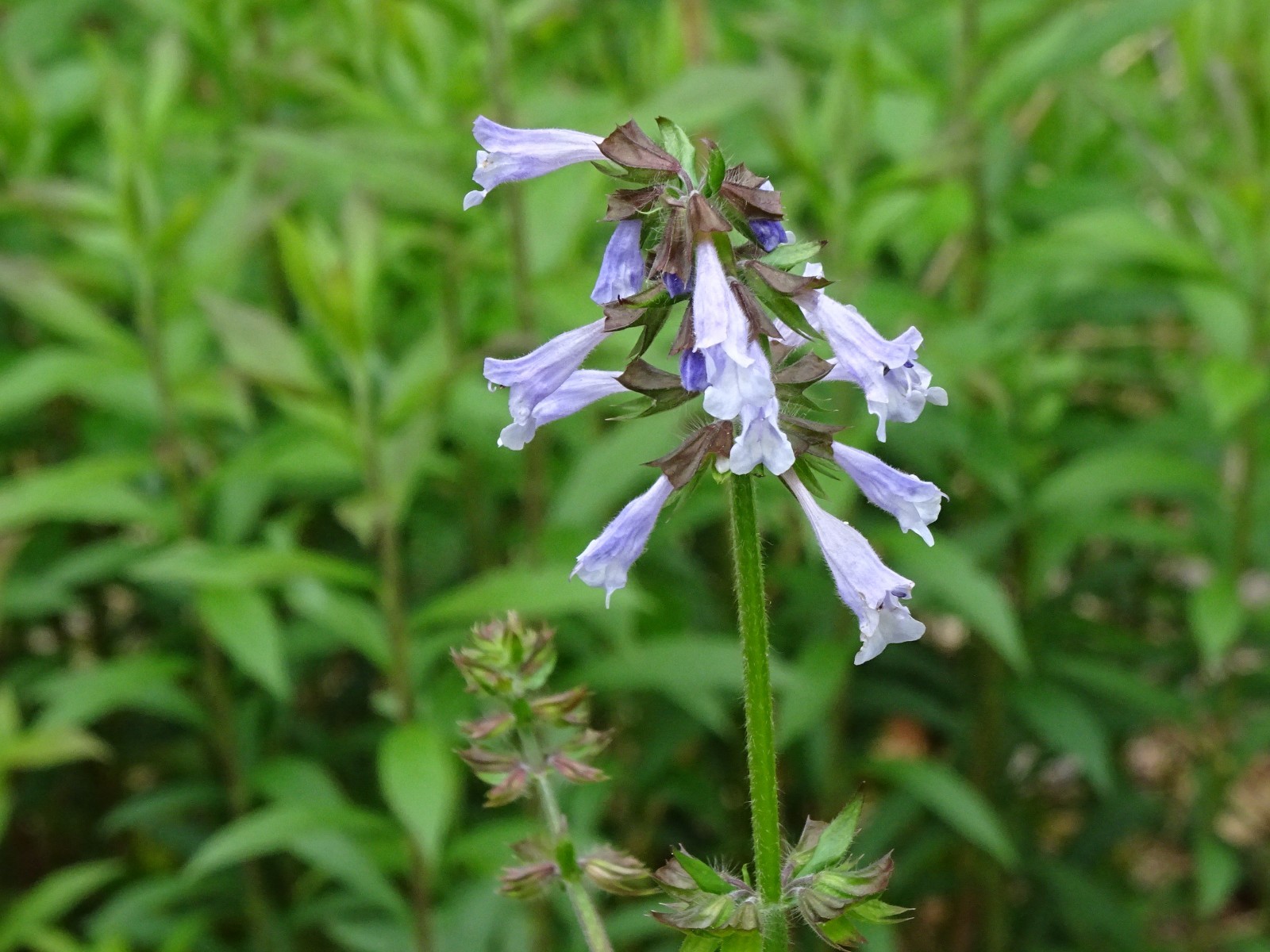 Lyreleaf Sage Salvia Lyrata Native 300 seeds Fresh From 2023 for Hummingbirds