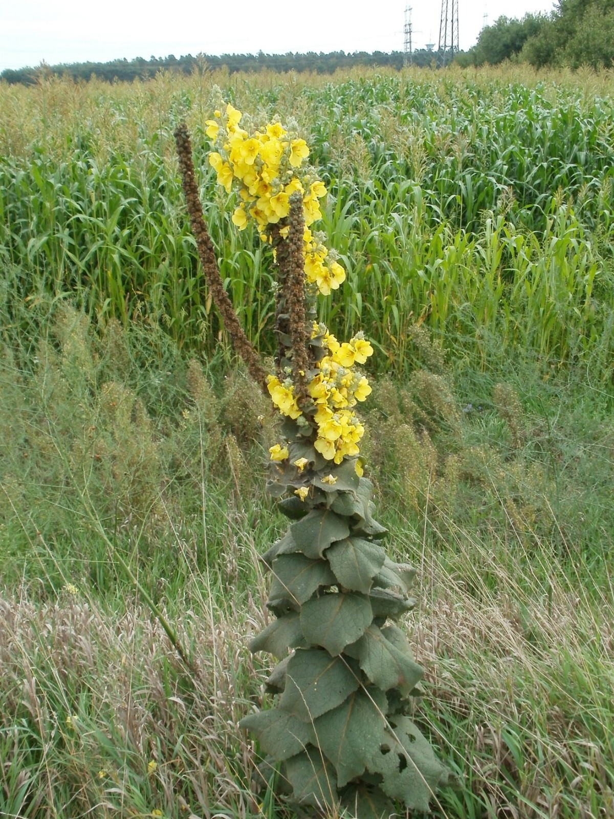 1000 Mullein Seeds – Verbascum thapsus – Herb – Great Mullein