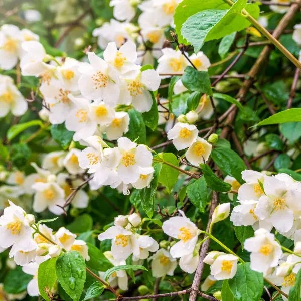 1 Sweet Mock Orange Starter Plant 12-24″ Philadelphus coronarius Bare Root