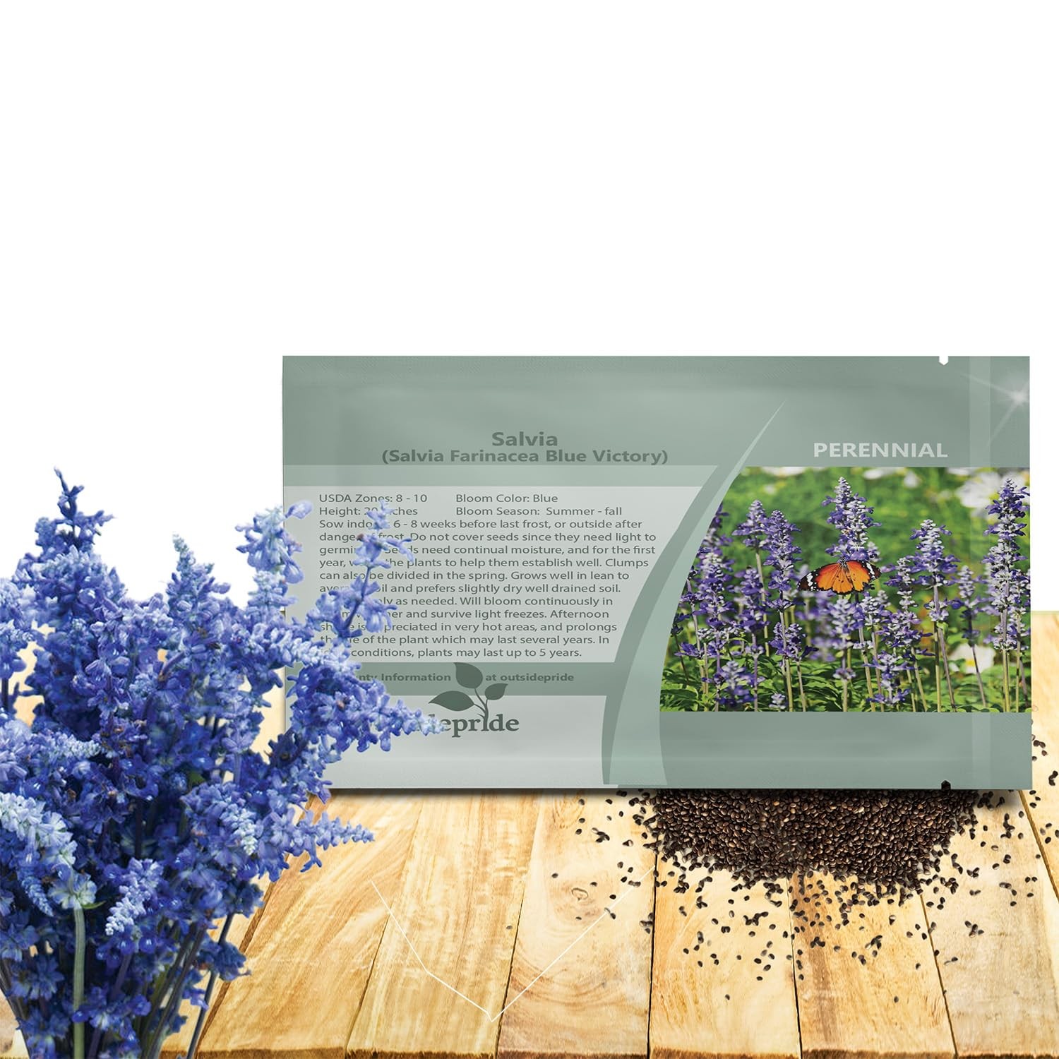 Blue Victory Salvia Seeds 1,000 Pcs Perennial, Compact, Heavy Blooming & Dro…