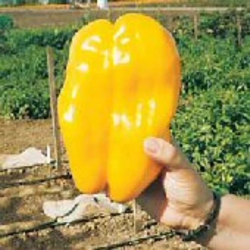 Yellow Monster Sweet Pepper Seeds (20) / Florida Grown / Fantastic Flavor / Rare