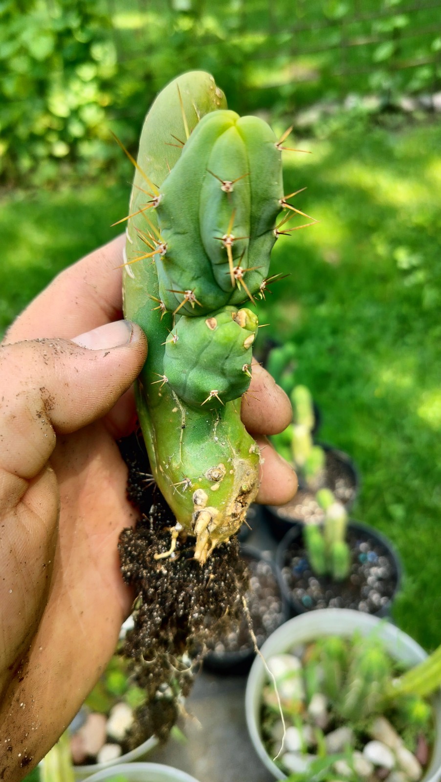 Sacred Cactus – Bridgesii TBM -Short Type- Fully Rooted ( Exact Cactus)