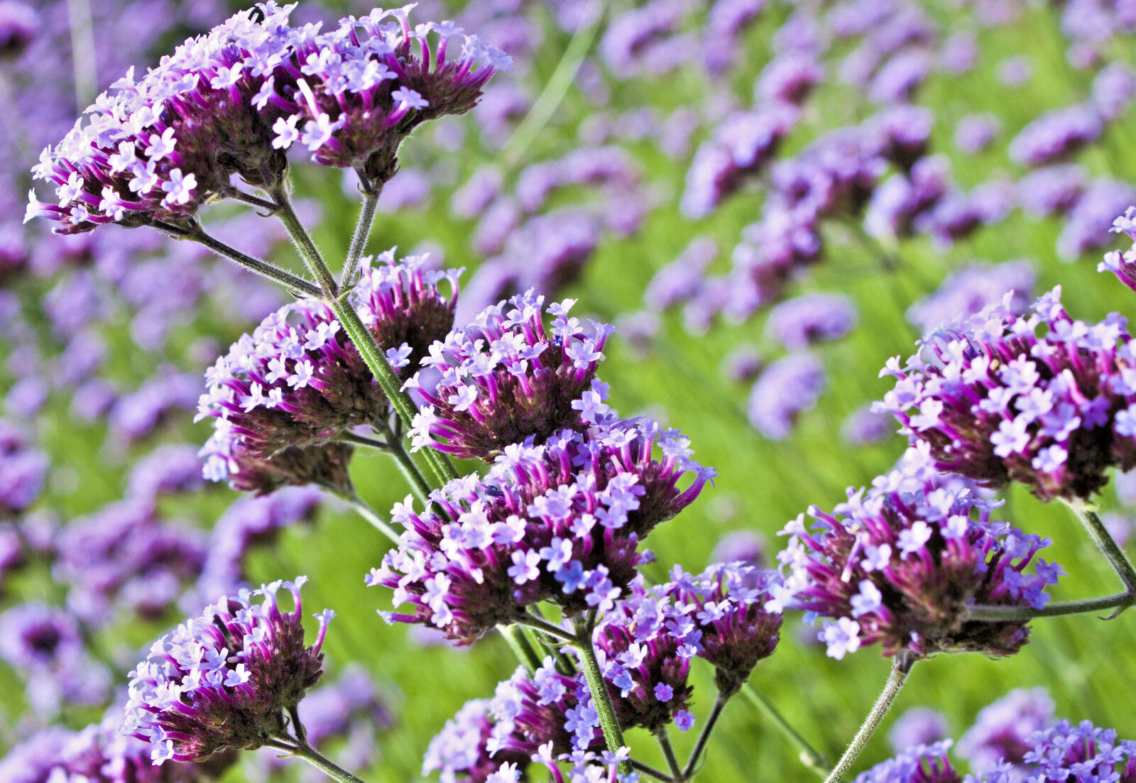 VERBENA BONARIENSIS, 250 SEEDS, TALL VERBENA, HARDY, PURPLE FLOWERS, EZ 2 GROW