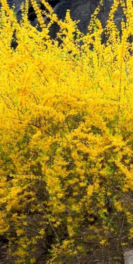 Forsythia Cuttings: (25 ) 6-10″ Long Yellow Gold Forsythia Cuttings