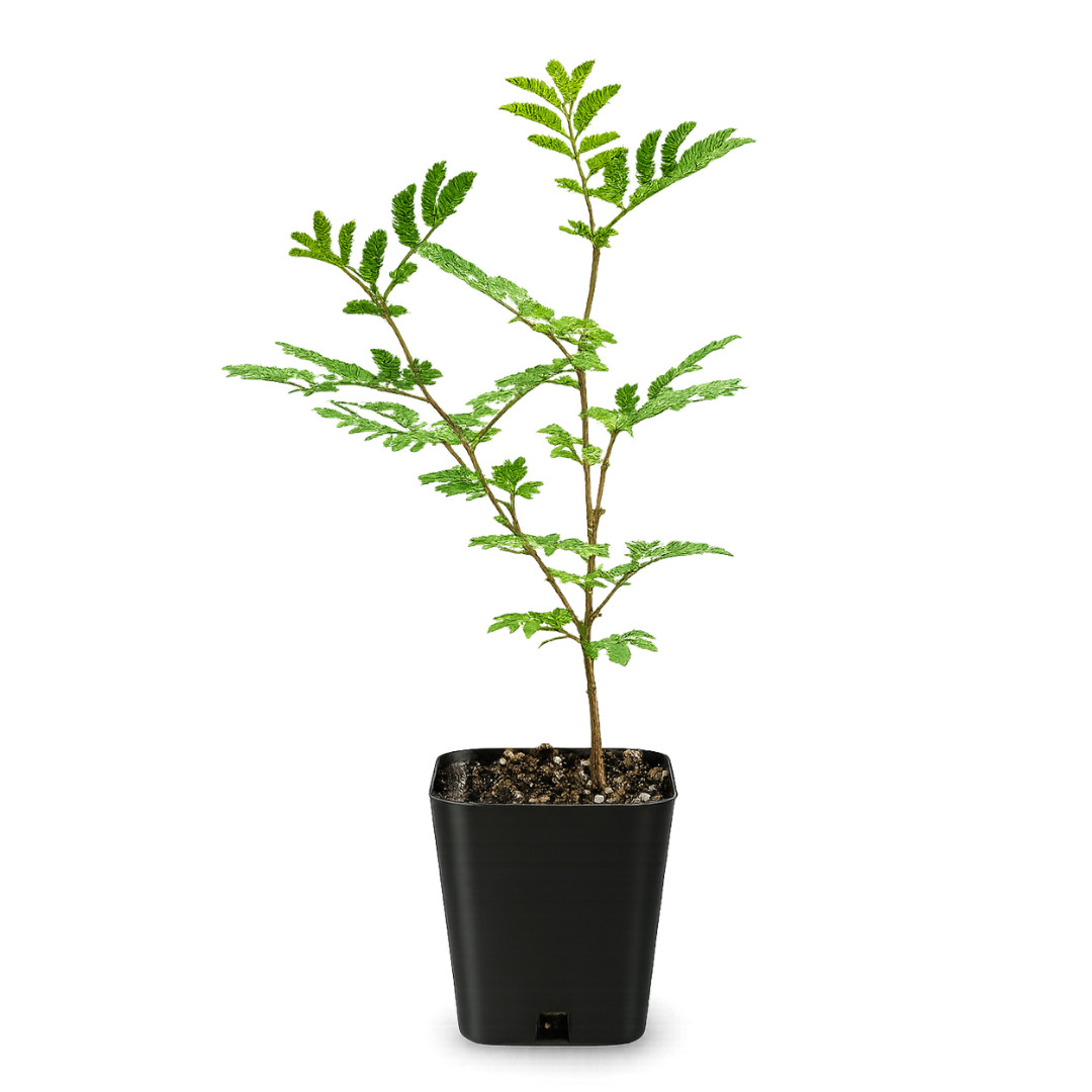 Purple Leaf Acacia Starter Plant– Drought-Tolerant Weeping Starter Tree