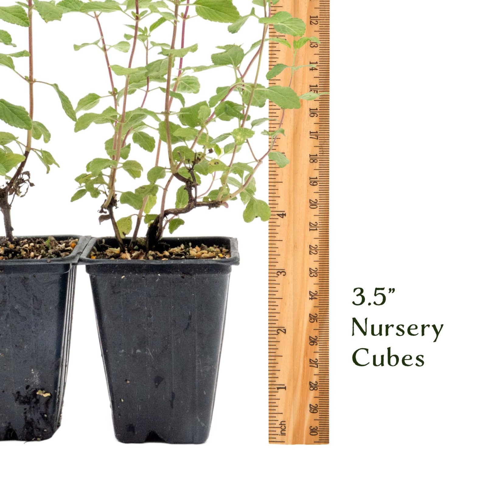 Hot Lips Sage in 3.5” Nursery Cubes (Salvia microphylla ‘Hot Lips’) | Live Herbs