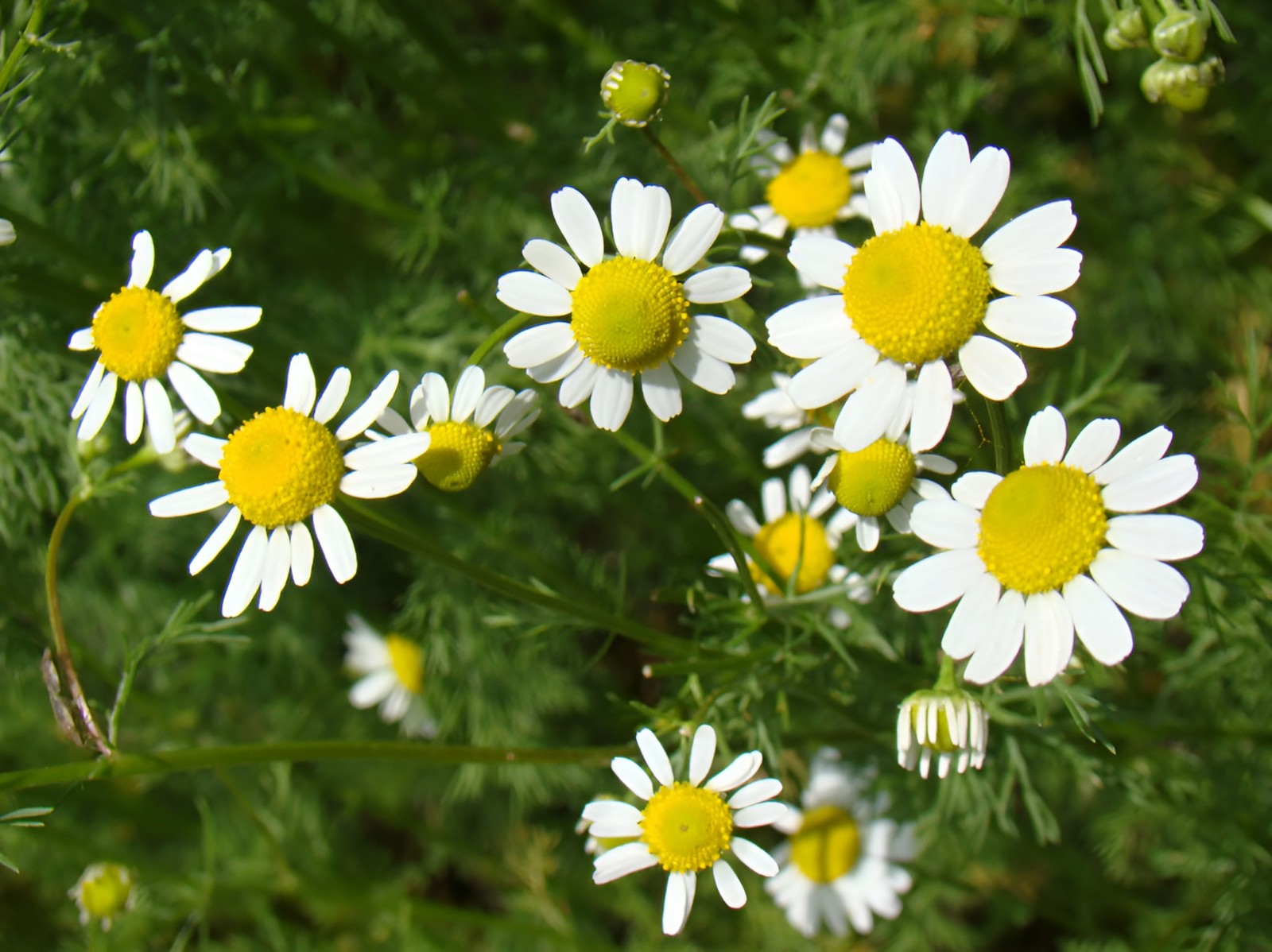 6,500 Organic German Chamomile Seeds – Matricaria chamomilla Calming Herbal Tea