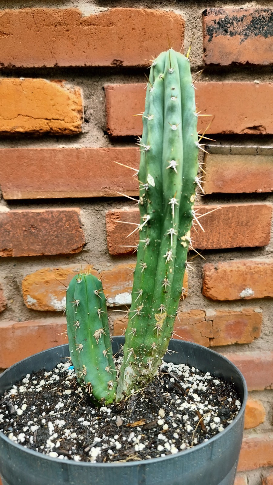 Sacred Cactus – Bridgesii Wowie Cross- Fully Rooted ( Exact Cactus)