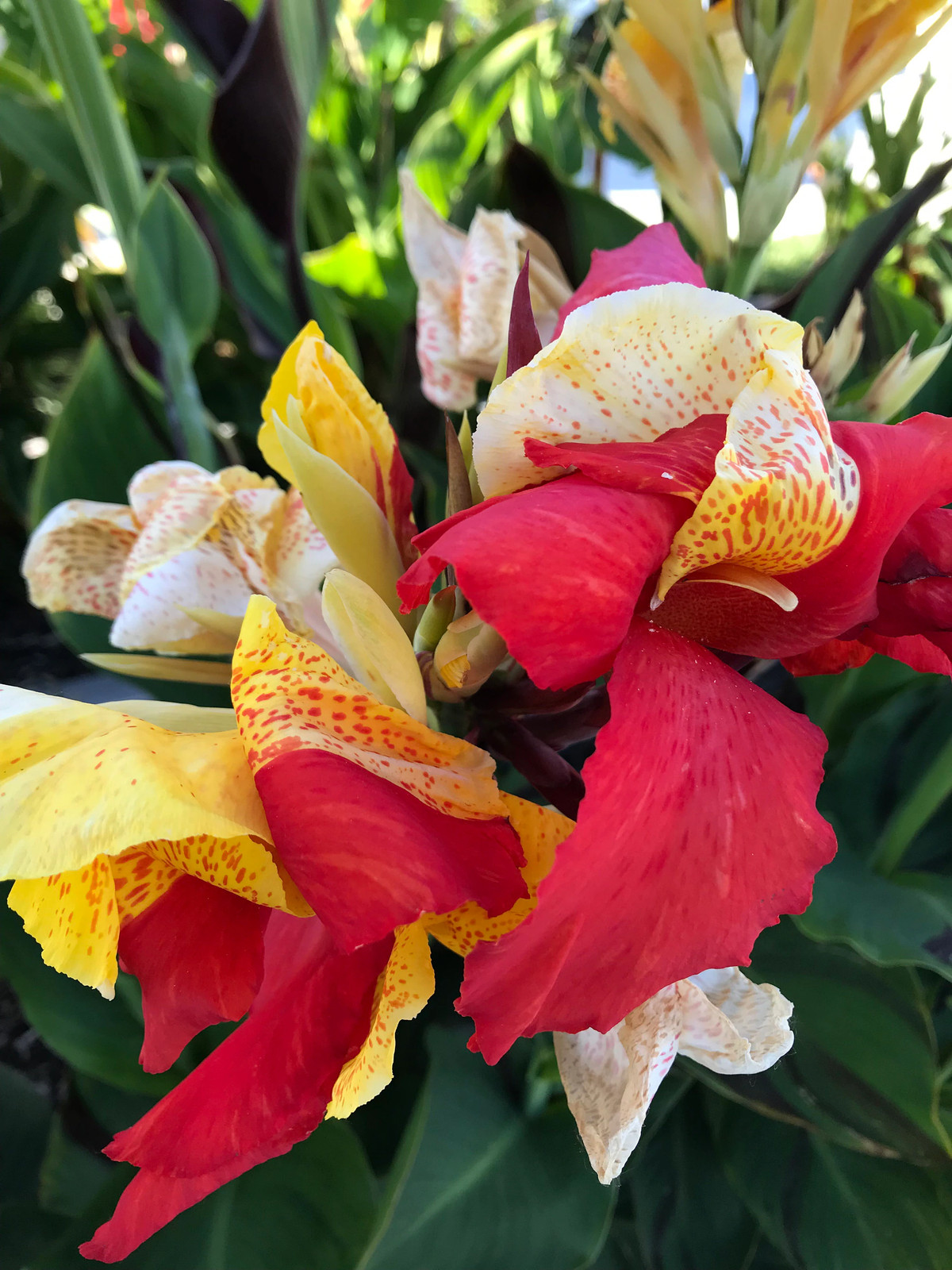 Canna Lily Cleopatra Rhizome: Variegated Foliage, Exotic Blooms – 1-Rhizome