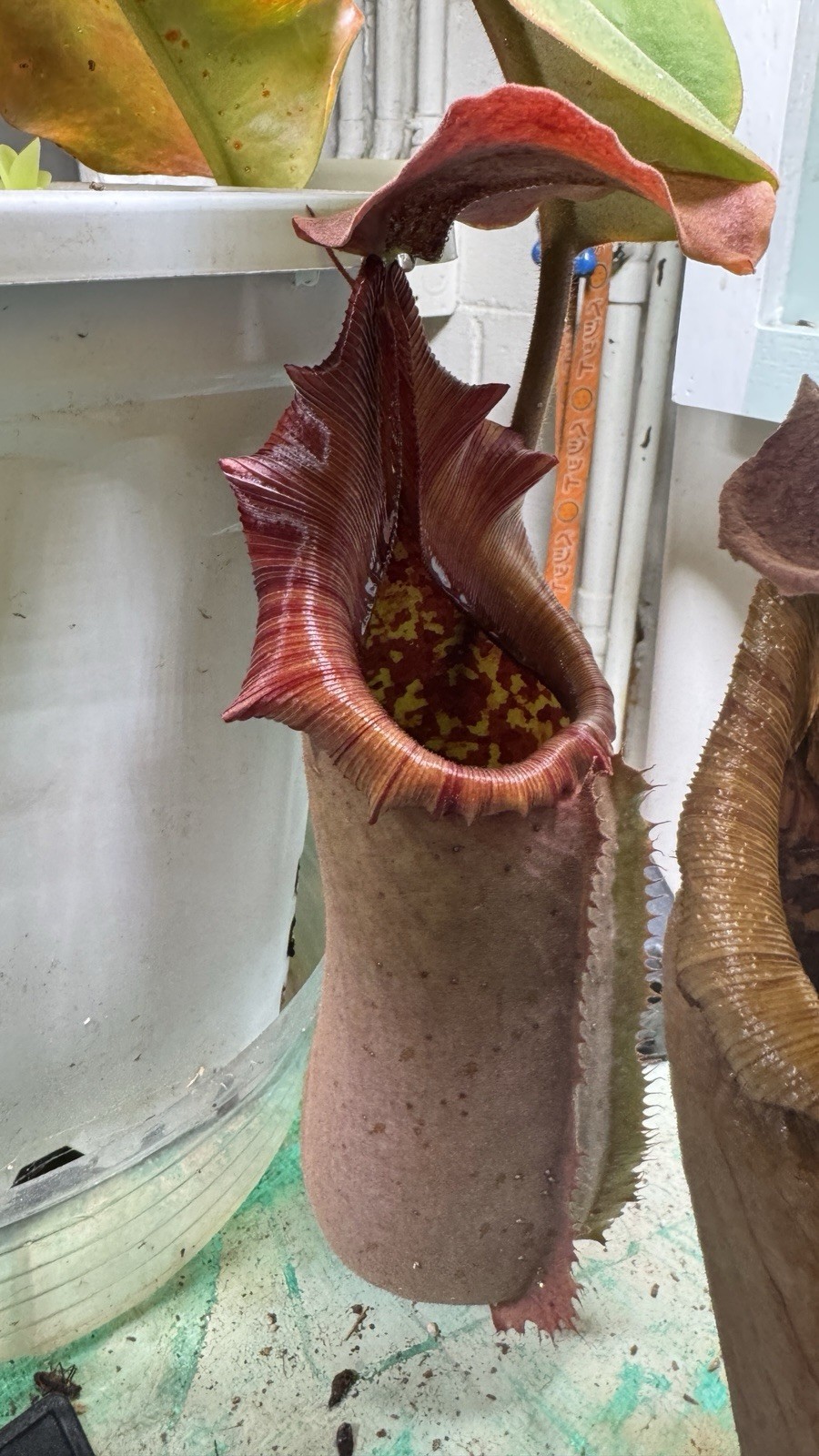 Nepenthes Truncata Highland Reddish Leaves AW Clone 1 Specimen Size Please Read!