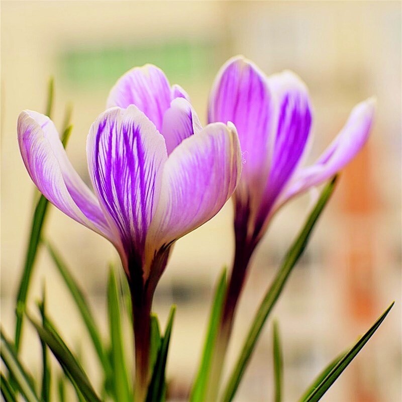 20 SEED PACK for Germination of Exotic CROCUS plant bloom bush flower garden bed