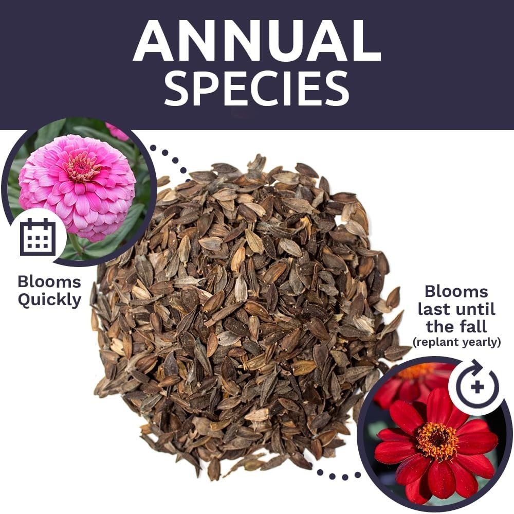 Massive Bulk Zinnia Seeds – California Giants Mix – Perfect for Garden Displays
