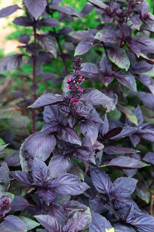 300+ seeds PURPLE DARK OPAL BASIL Ocimum basilicum ‘Dark Opal’