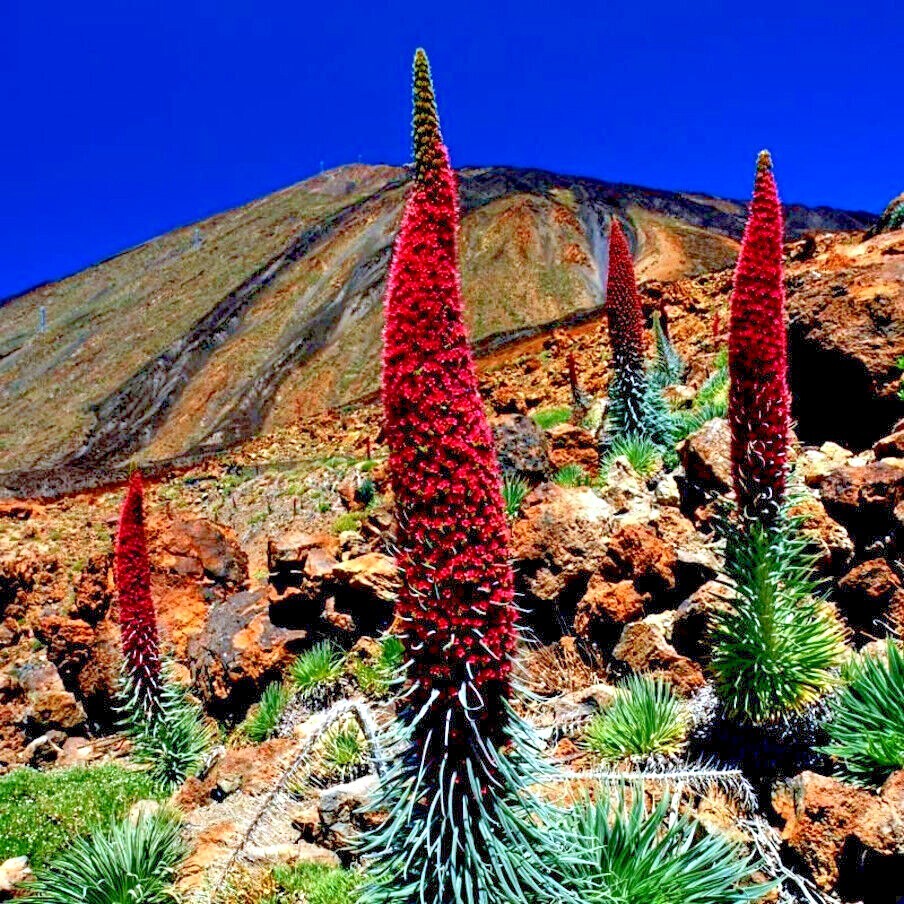 20 TOWER OF JEWELS SEEDS (Echium Wildpretii) Hummingbird Garden Flower Plant