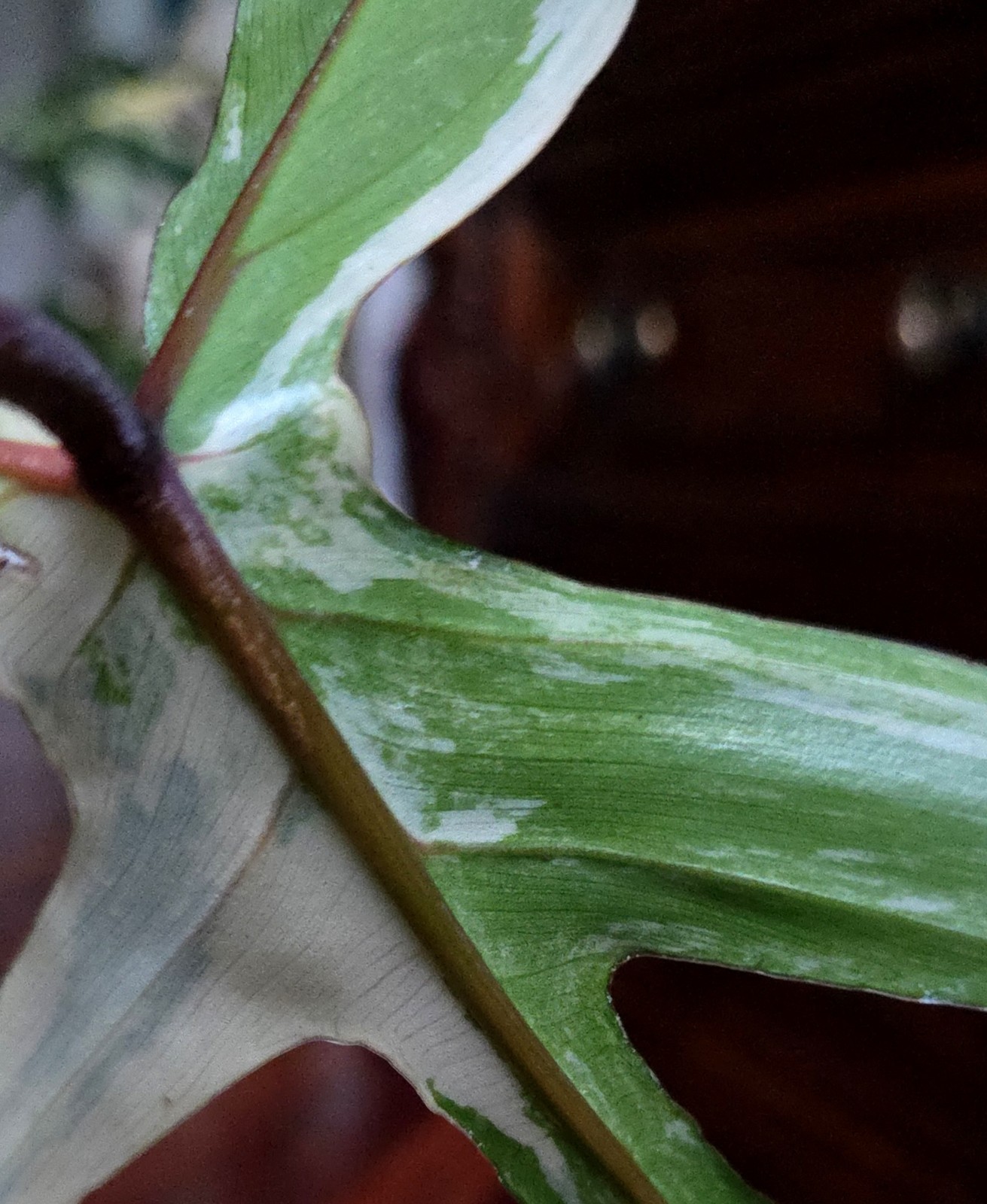 Rare NEW! Philodendron Florida Beauty X Joepii 19″ Tall Not Monstera Anthurium