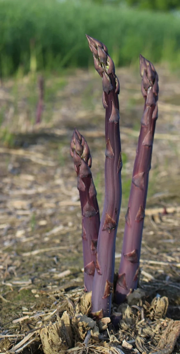 12 Asparagus Crowns “Purple Passion” (Pack of 12 Bare Root Plants) Zones 3-8