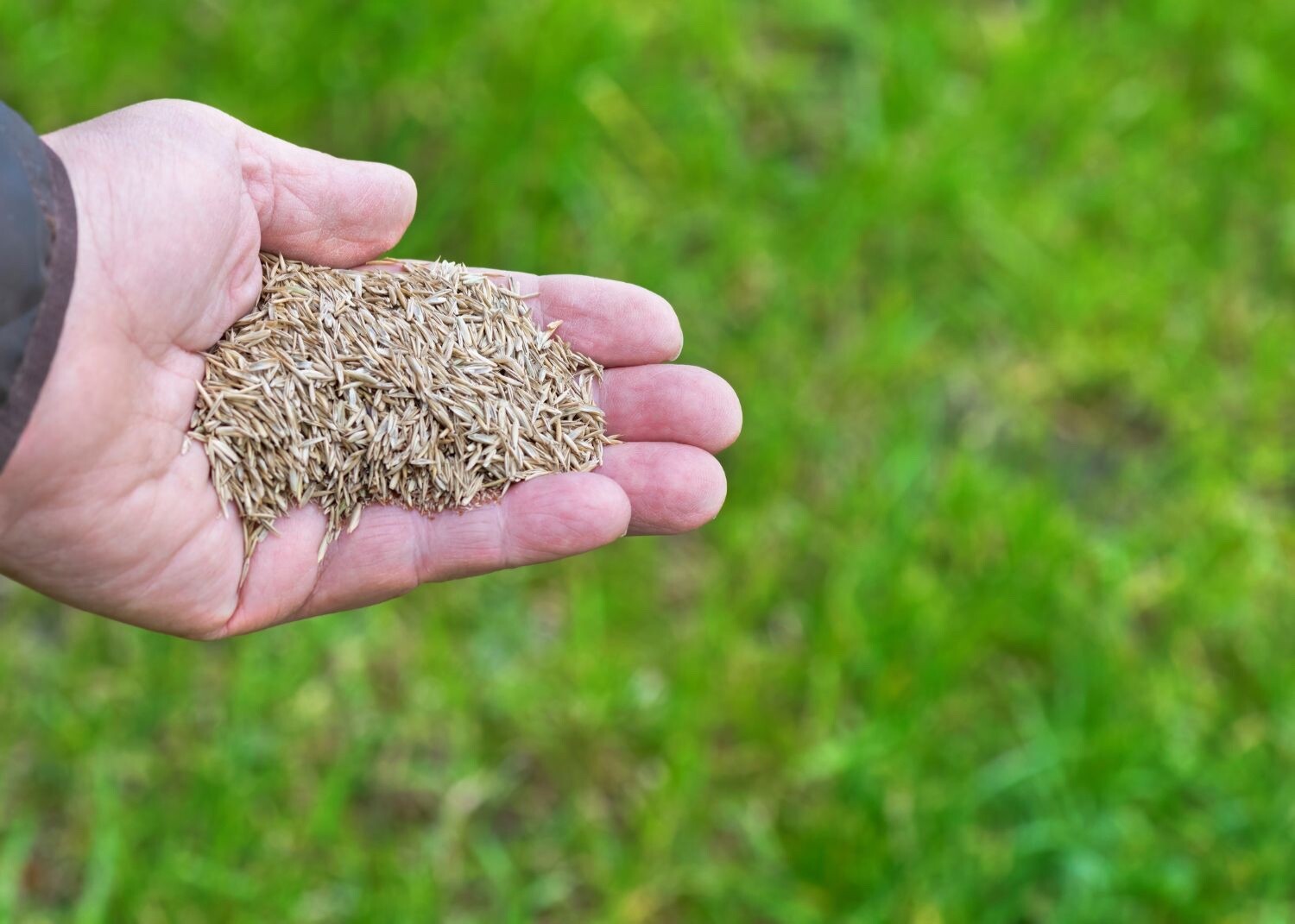 Grass Seed Perennial Ryegrass Blend Lawn Turf Fairway Formula 1 Lb