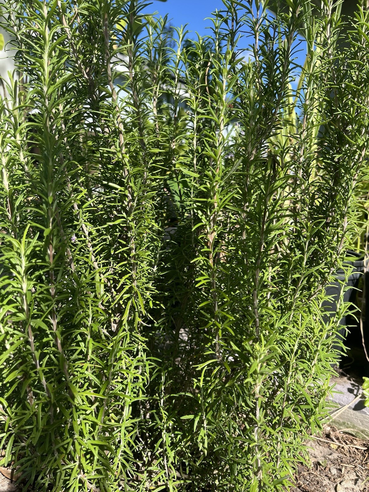 2 Rosemary Cuttings, Live Plants, 5-8” Rooted BARE ROOT