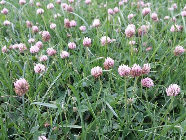 Trifolium fragiferum | Strawberry Clover | Strawberry Headed Clover | 250 Pellet